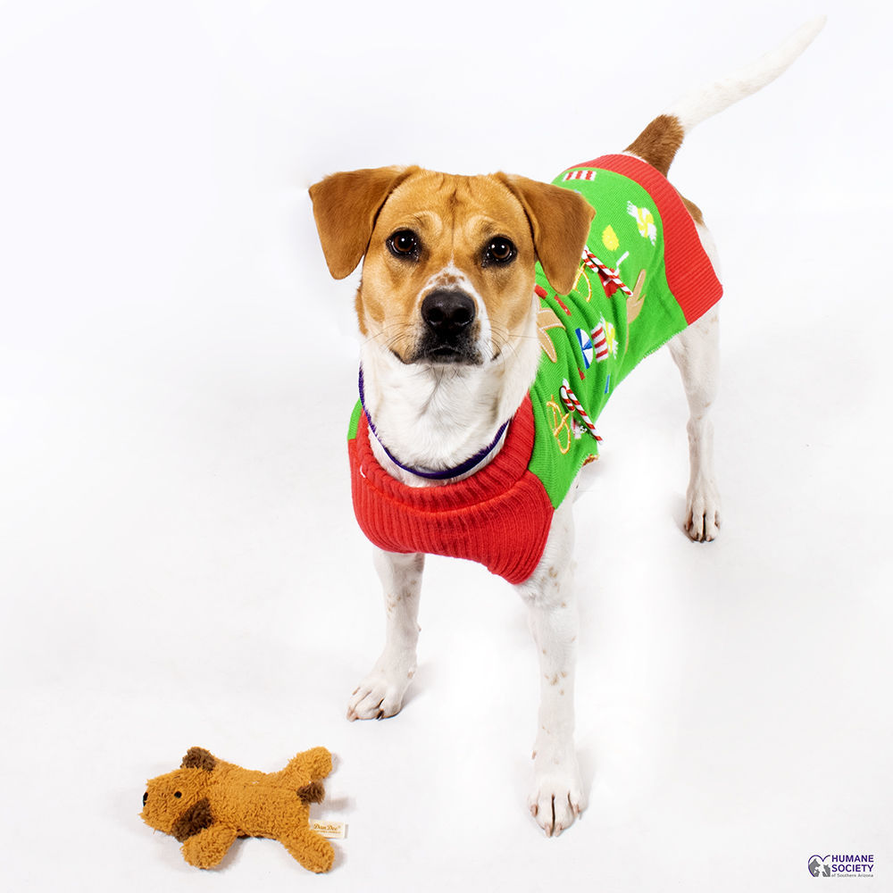 Adopt a friend: Tipsy
